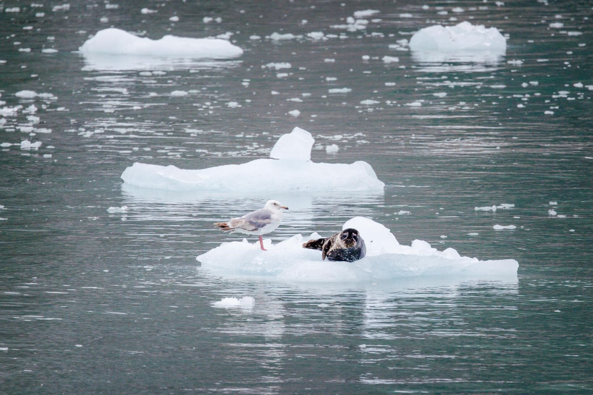 Kenai Fjords Alaska