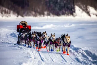 Iditarod contestant crossing the Yukan River