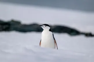 Jeff Colhoun - Antarctica