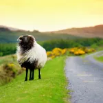 Ireland Bans Travel to 22 Nations for Citizens