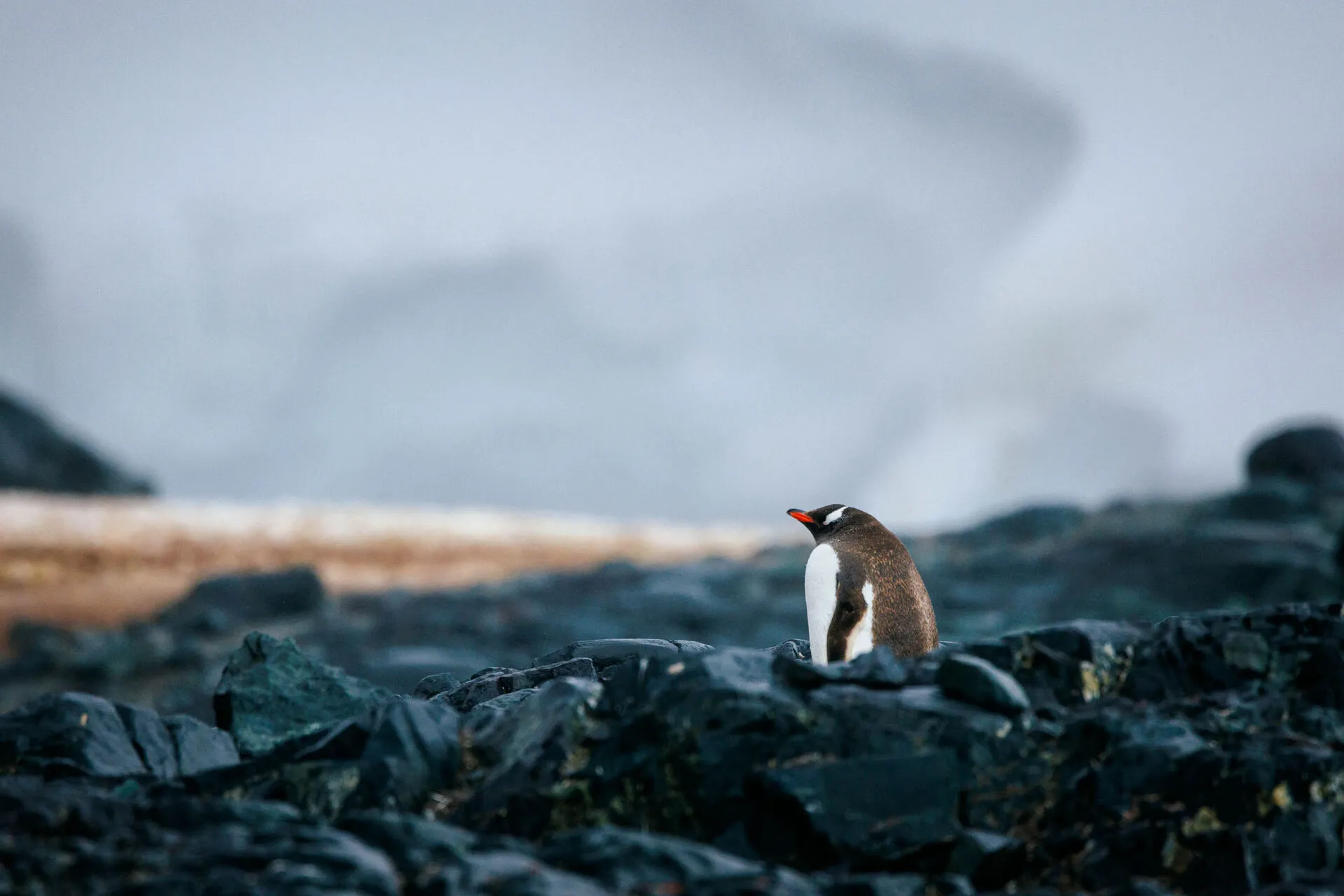 Gentoo Penguin Half moon island